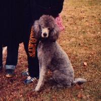 a loyal friend